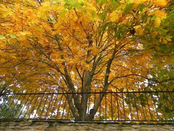 Autumn leaves on tree