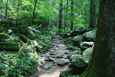 Rocks in forest