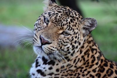 Close-up of leopard