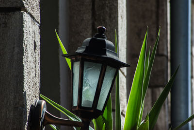 Close-up of potted plant against wall