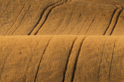 High angle view of corn field