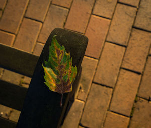 High angle view of leaf on stone street