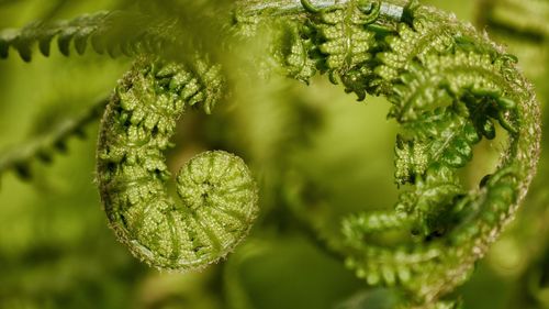 Close-up of young fern leaf unrolling