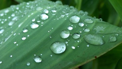 Close-up of water drops on leaf