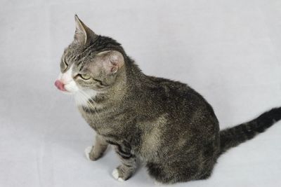 Cat looking away against white background