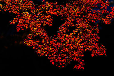 Low angle view of autumn tree against sky at night