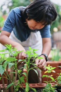 A boy picking chili pepper in the homegrown garden