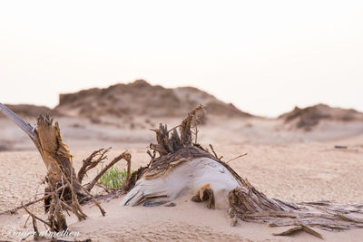 Driftwoods on sandy beach