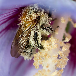 Close-up of flower