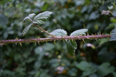 Close-up of frozen plant during winter