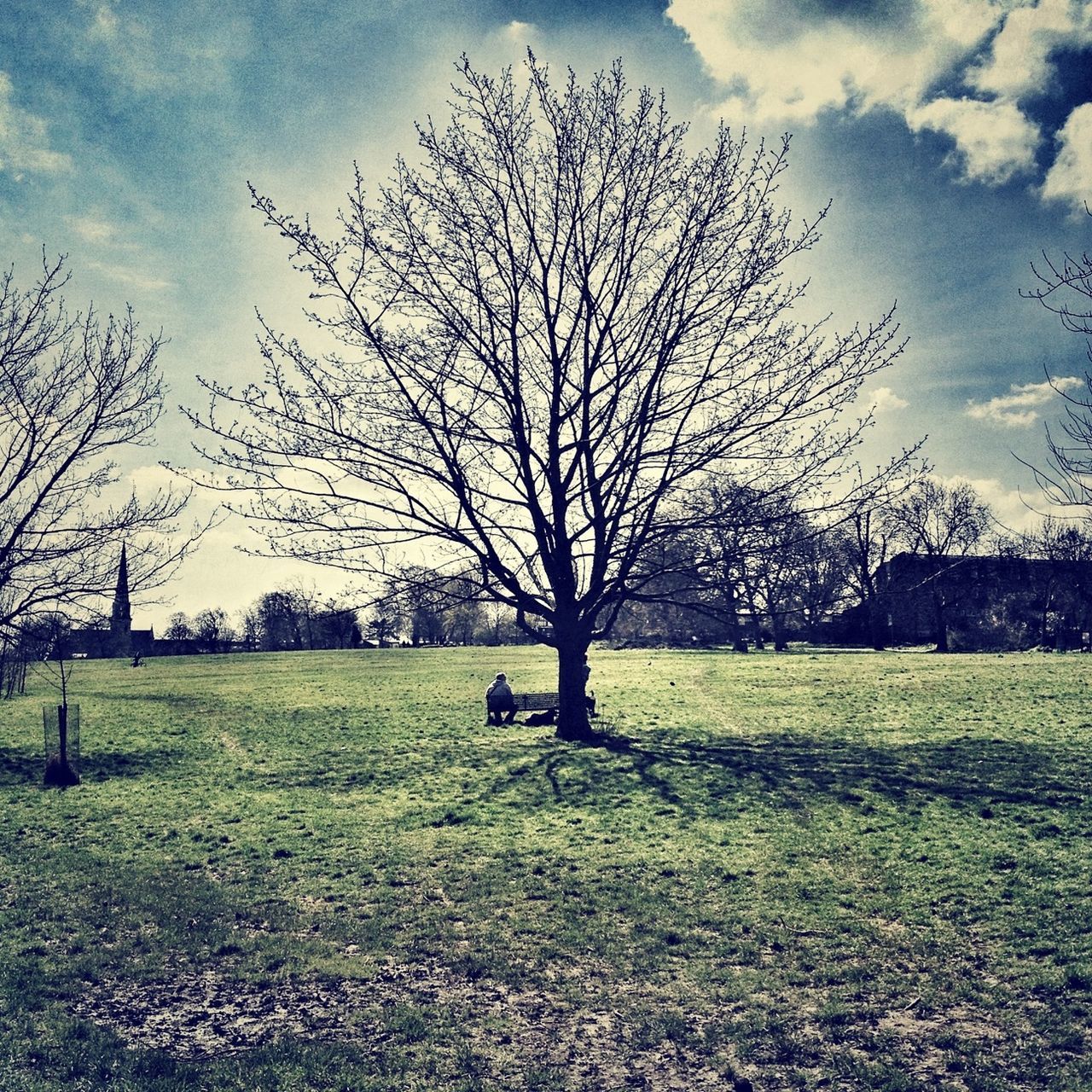 grass, tree, bare tree, sky, field, tranquility, branch, landscape, tranquil scene, grassy, cloud - sky, nature, cloud, beauty in nature, scenics, tree trunk, growth, shadow, day, park - man made space