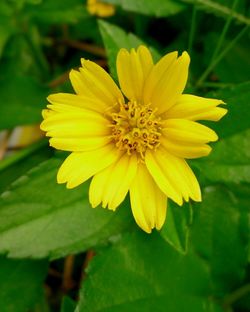 Close-up of yellow flower