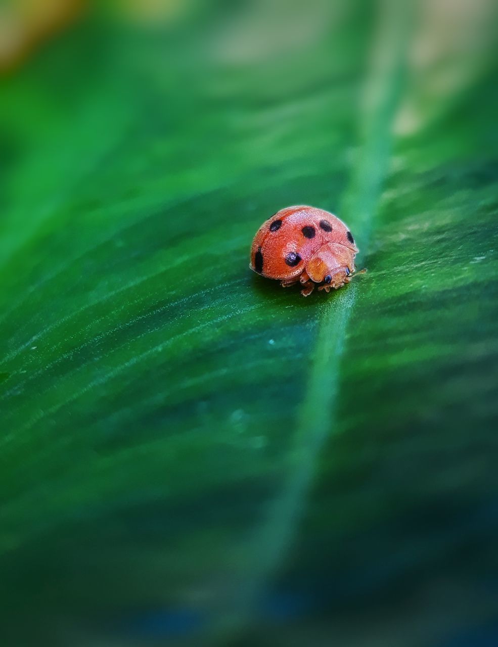 CLOSE-UP OF LADYBUG ON A LEAF