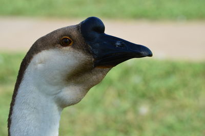 Close-up of a bird