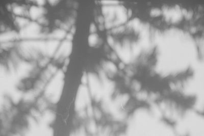 Defocused image of tree