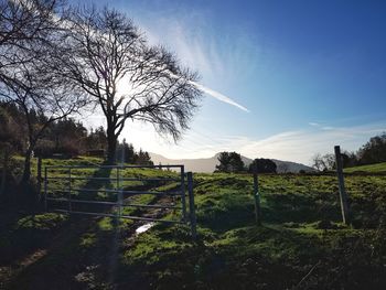 Bare trees on field against sky