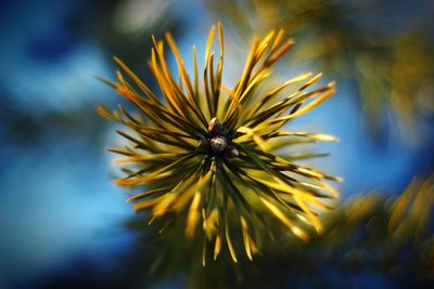 Close-up of yellow flowering plant