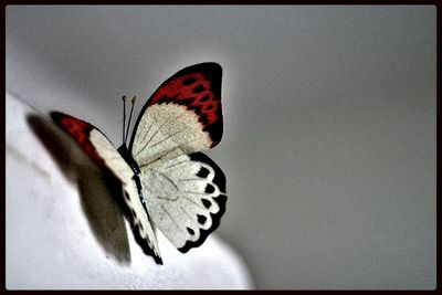 Close-up of butterfly on tree trunk