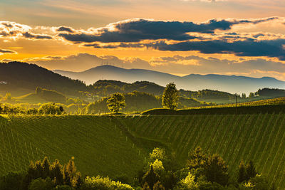 South styria vineyards landscape, near gamlitz, austria, europe. grape hills view from wine road 