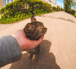 Person hand holding cat outdoors