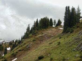 Scenic view of pine trees against sky