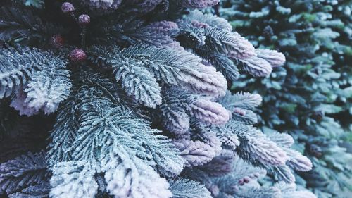 Close-up of frozen tree during winter