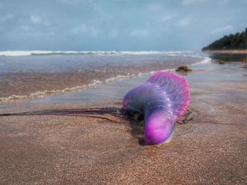 Close-up of dead jellyfish on shore