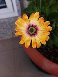 Close-up of yellow flower