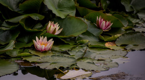 Close-up of lotus water lily in pond