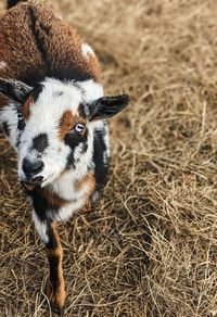 Winter, the nigirian dwarf goat