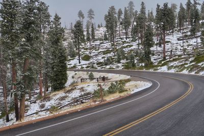 Road amidst trees during winter