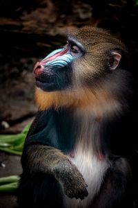 Mandrill black 