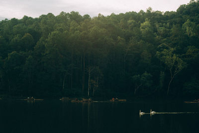 Scenic view of lake in forest