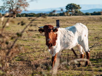 Cow standing in a field