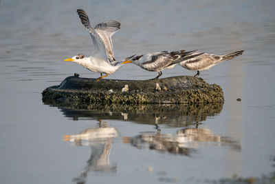 Seagulls flying over lake
