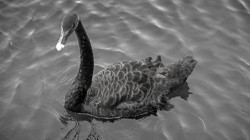 Close-up of swan swimming in lake