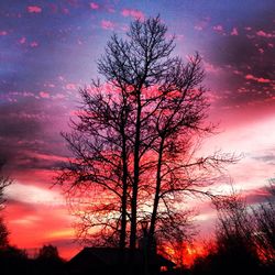 Silhouette of tree at sunset