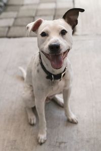 High angle portrait of dog on floor