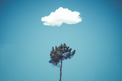 Low angle view of tree against blue sky