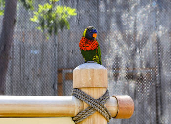 Close-up of parrot perching on metal