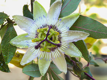 Close-up of flower blooming outdoors