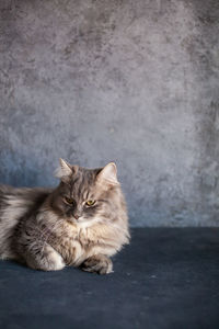 Portrait of a cat resting