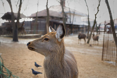 Young deer close-up. breeding and breeding of wild animals in nature reserves. 