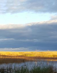 Scenic view of field by lake against sky