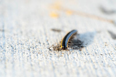 Close-up of insect