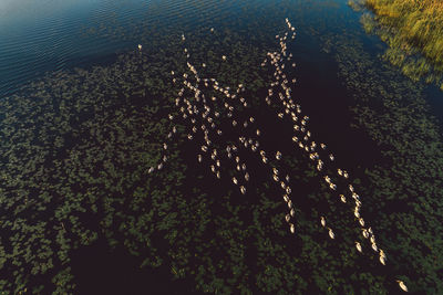 High angle view of pelicans on a lake