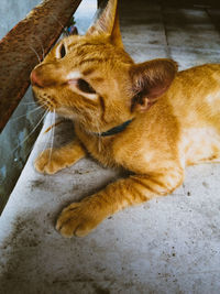 Close-up of a cat looking away