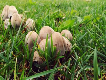 Close-up of mushrooms growing on grassy field