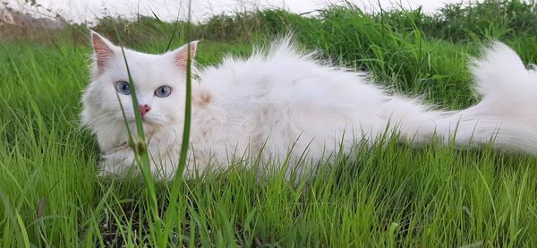 Cat lying on grass