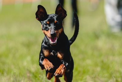 Pinscher dog flying moment of running across the field on lure coursing competition